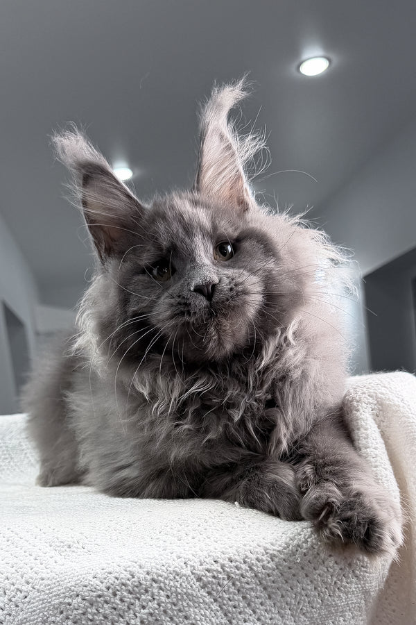 Quardo | Maine Coon Kitten