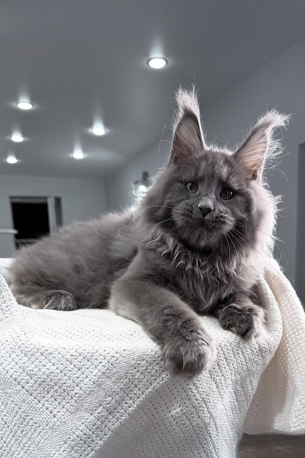 Quardo | Maine Coon Kitten