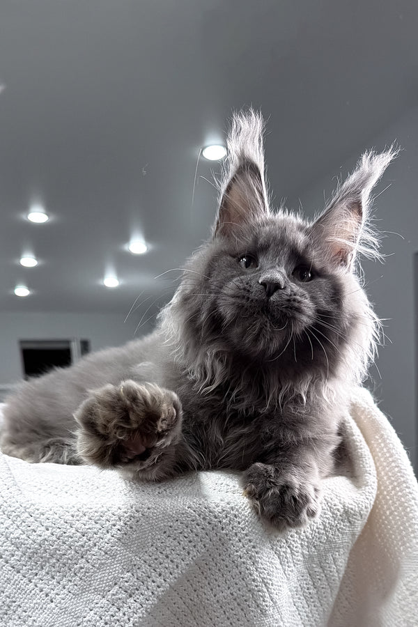 Quardo | Maine Coon Kitten