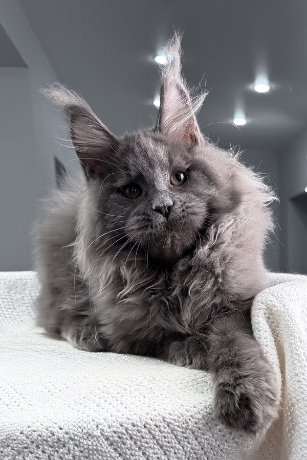 Quardo | Maine Coon Kitten