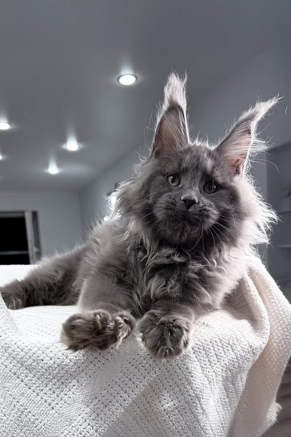 Quardo | Maine Coon Kitten