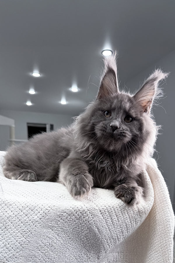 Quardo | Maine Coon Kitten