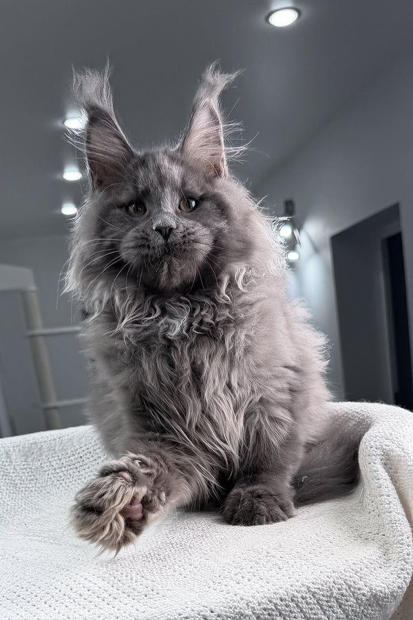 Quardo | Maine Coon Kitten