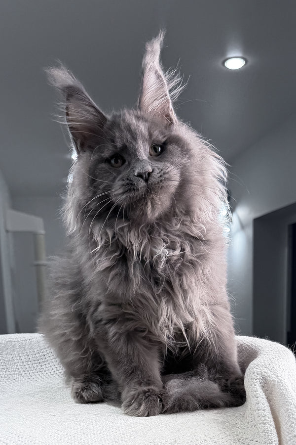 Quardo | Maine Coon Kitten