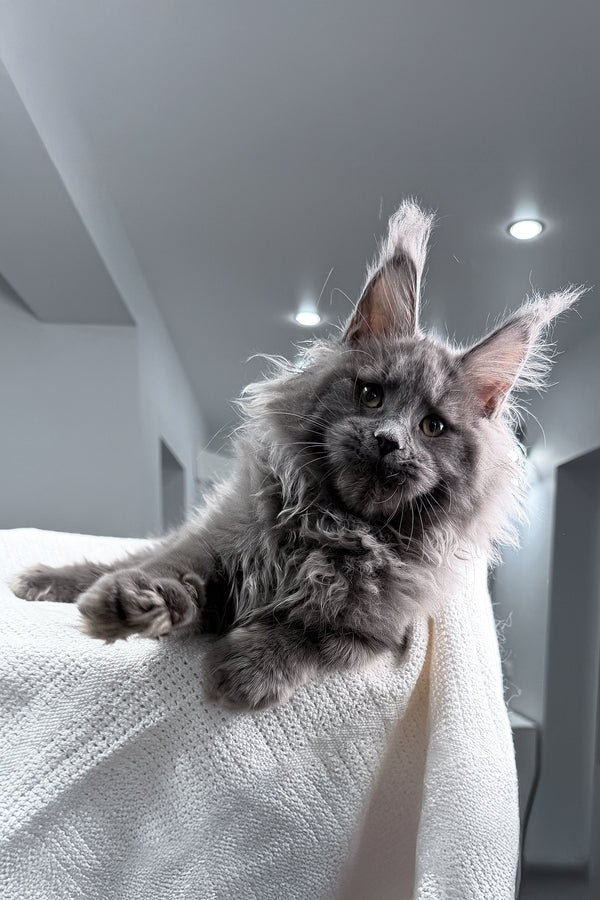 Quardo | Maine Coon Kitten