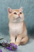 Queen | British Shorthair Kitten