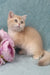 Queen | British Shorthair Kitten