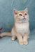 Queen | British Shorthair Kitten