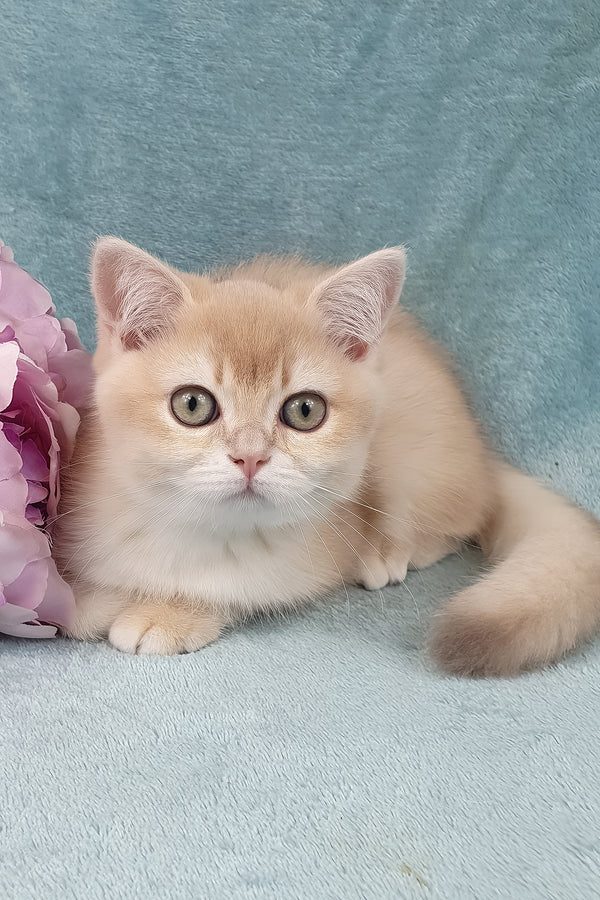 Queen | British Shorthair Kitten