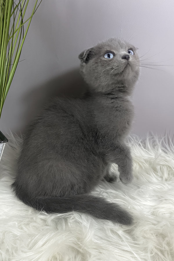 Quentin | Scottish Fold Kitten