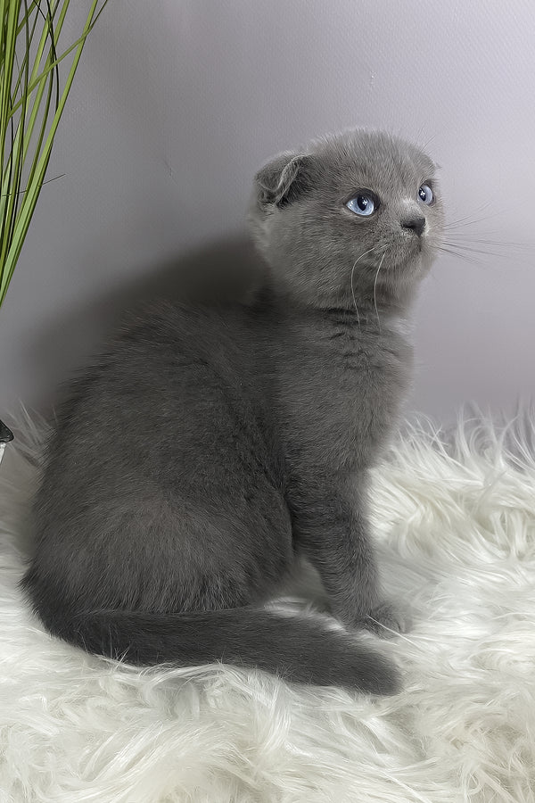 Quentin | Scottish Fold Kitten
