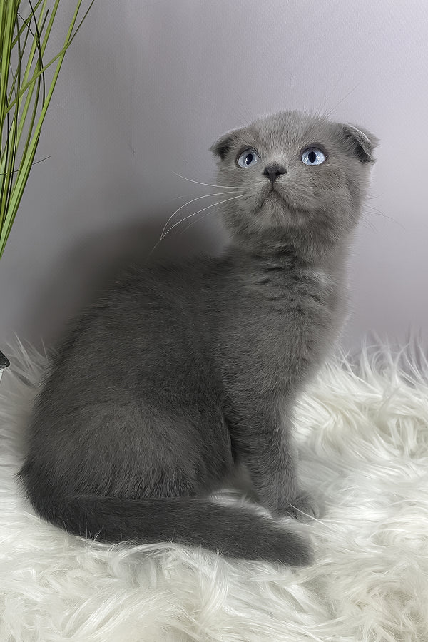 Quentin | Scottish Fold Kitten