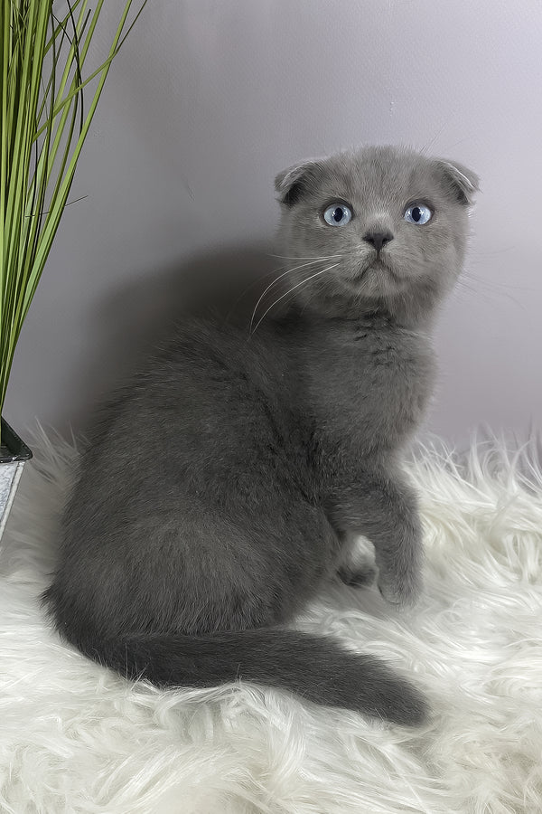 Quentin | Scottish Fold Kitten