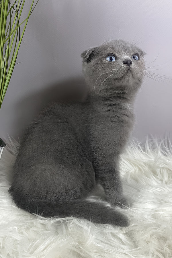 Quentin | Scottish Fold Kitten