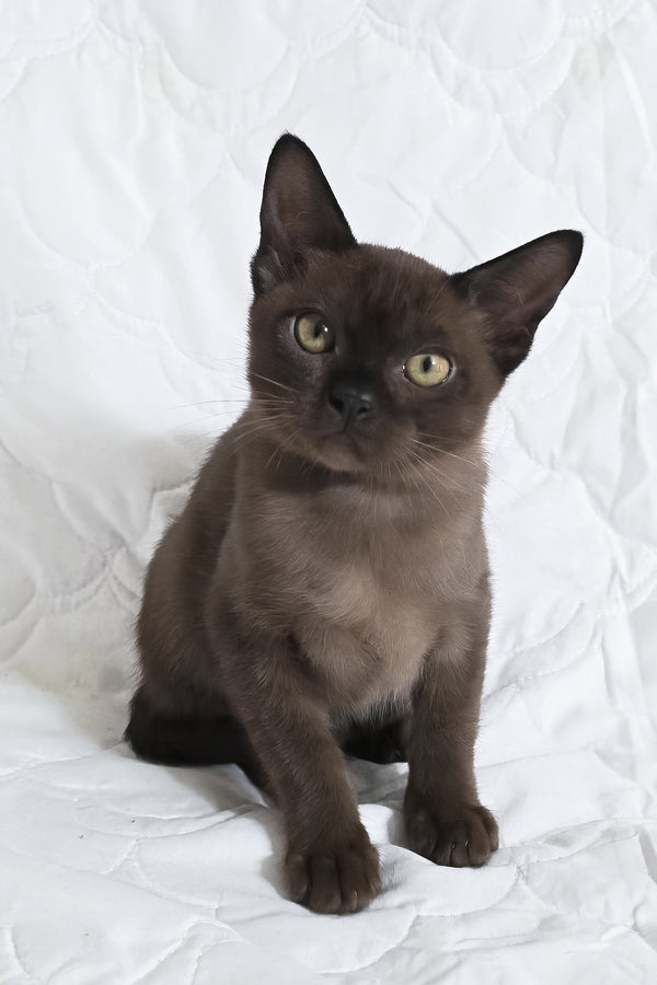 Quillan | Burmese Kitten