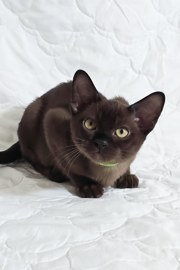 Quillan | Burmese Kitten