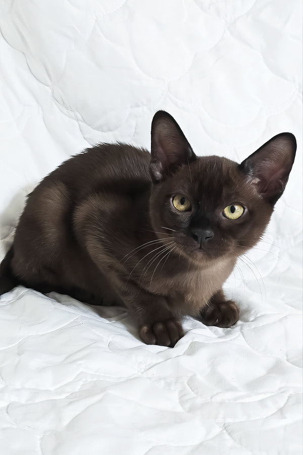 Quillan | Burmese Kitten