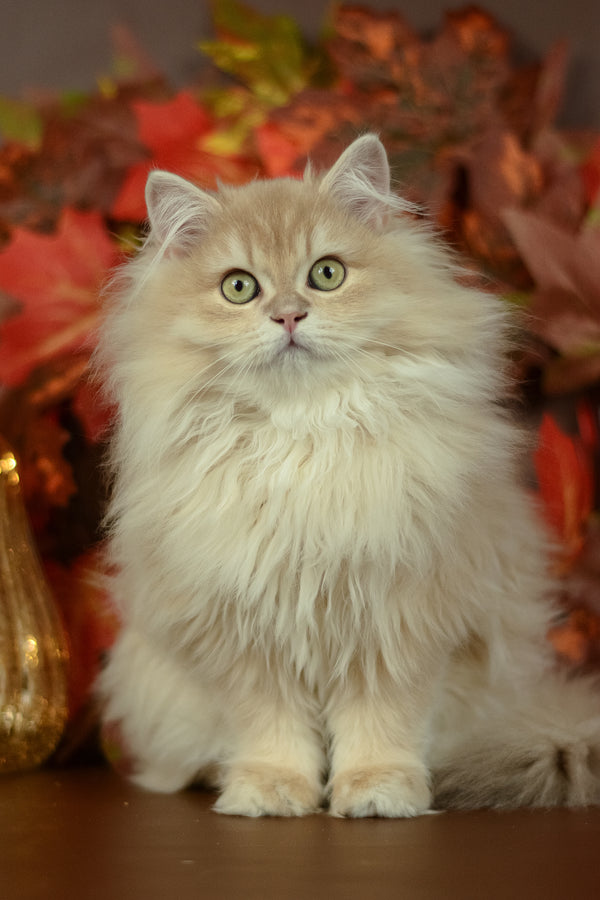 Fluffy cream-colored british longhair kitten quillie with striking green eyes among purebred kitties collection