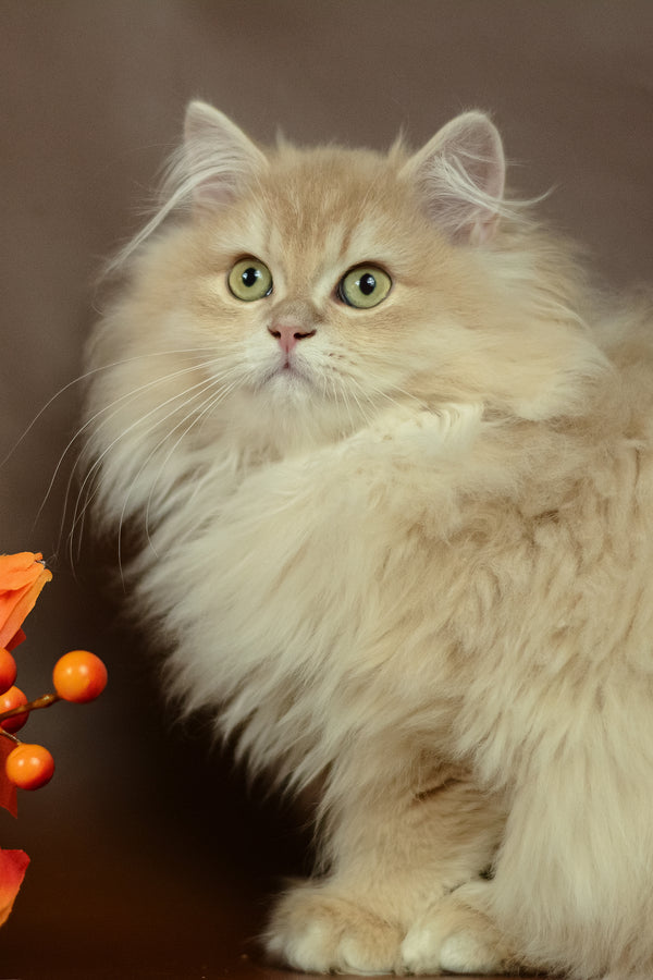 A fluffy cream-colored british longhair kitten with striking green eyes from purebred kitties collection quillie