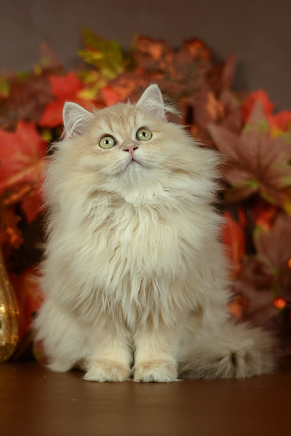 A fluffy cream-colored british longhair kitten with green eyes sits among autumn leaves resembling lilac golden shell purebred kitties