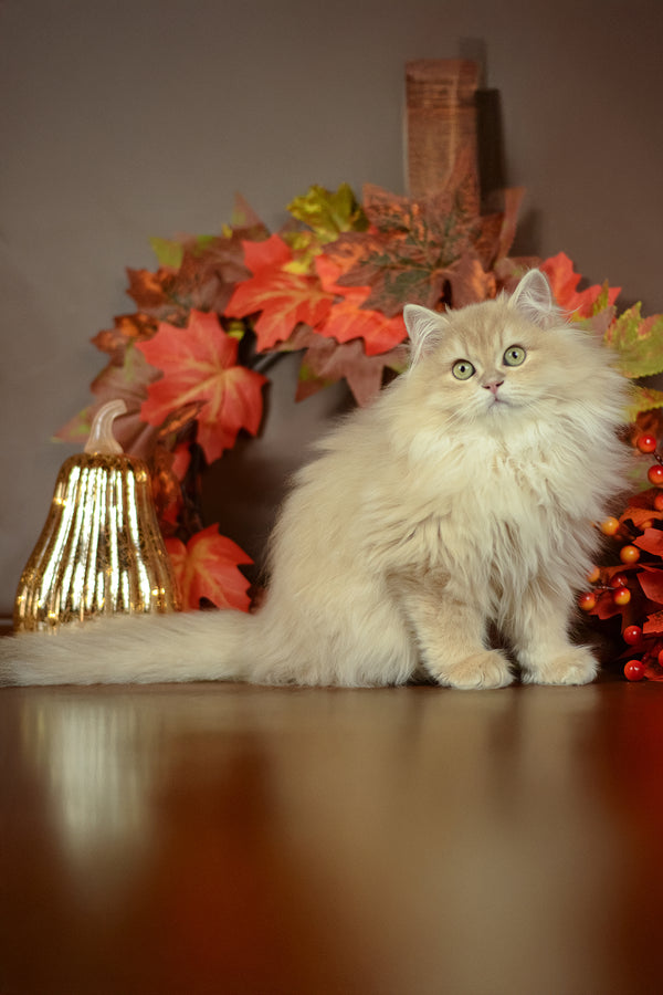 Fluffy cream-colored british longhair kitten with striking green eyes sitting among autumn decorations purebred kitties