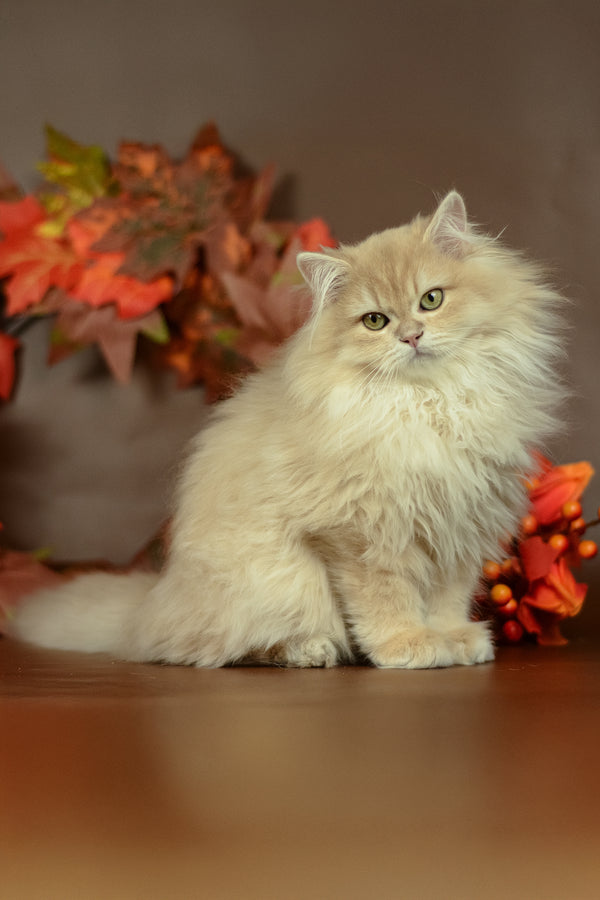 A fluffy cream british longhair kitten with green eyes sits beside autumn leaves perfect for purebred kitties fans