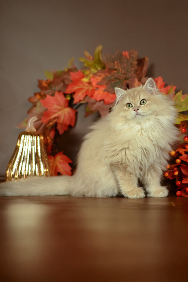 Fluffy cream british longhair kitten with striking green eyes sitting by autumn decor showcasing purebred kitties charm