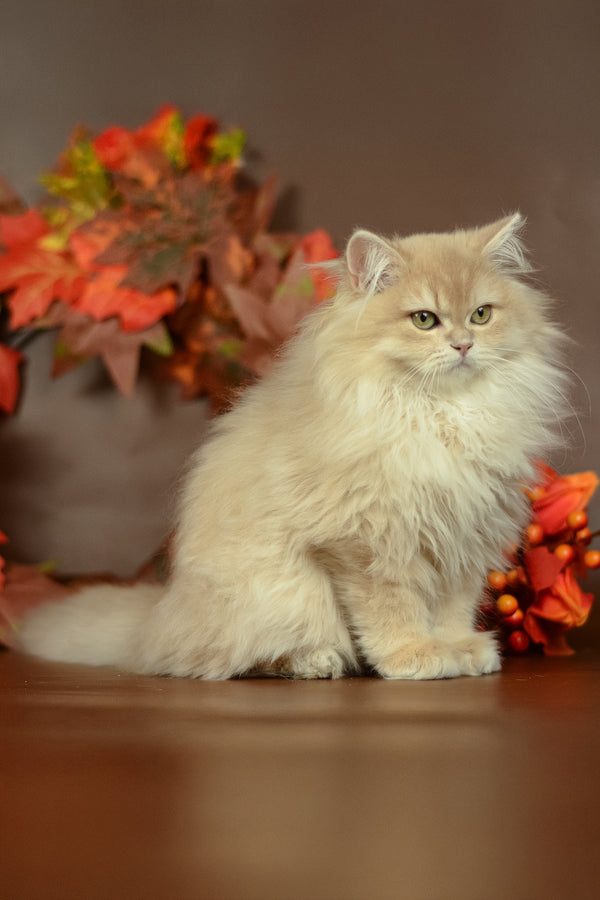 Quillie british longhair kitten with lilac golden shell fluffy cream fur and striking green eyes among autumn leaves