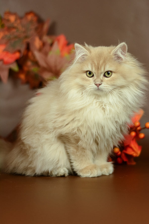 Fluffy cream-colored british longhair kitten quillie with striking green eyes from purebred kitties collection