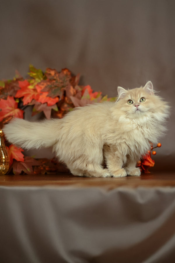 A fluffy cream-colored british longhair kitten with striking green eyes perfect for purebred kitties fans