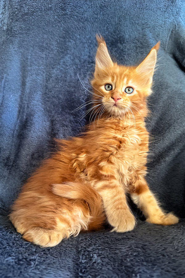 Raad | Maine Coon Kitten