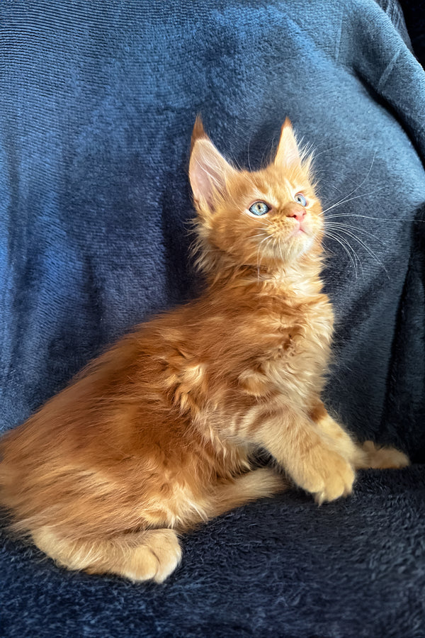 Raad | Maine Coon Kitten