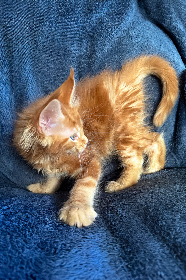 Raad | Maine Coon Kitten