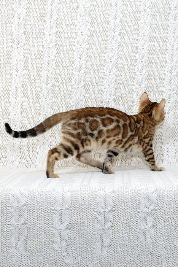 Rada | Bengal Kitten
