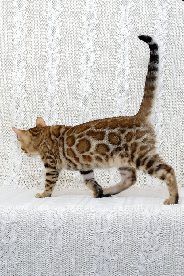 Rada | Bengal Kitten