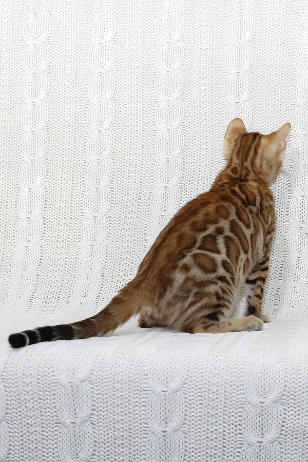 Rada | Bengal Kitten