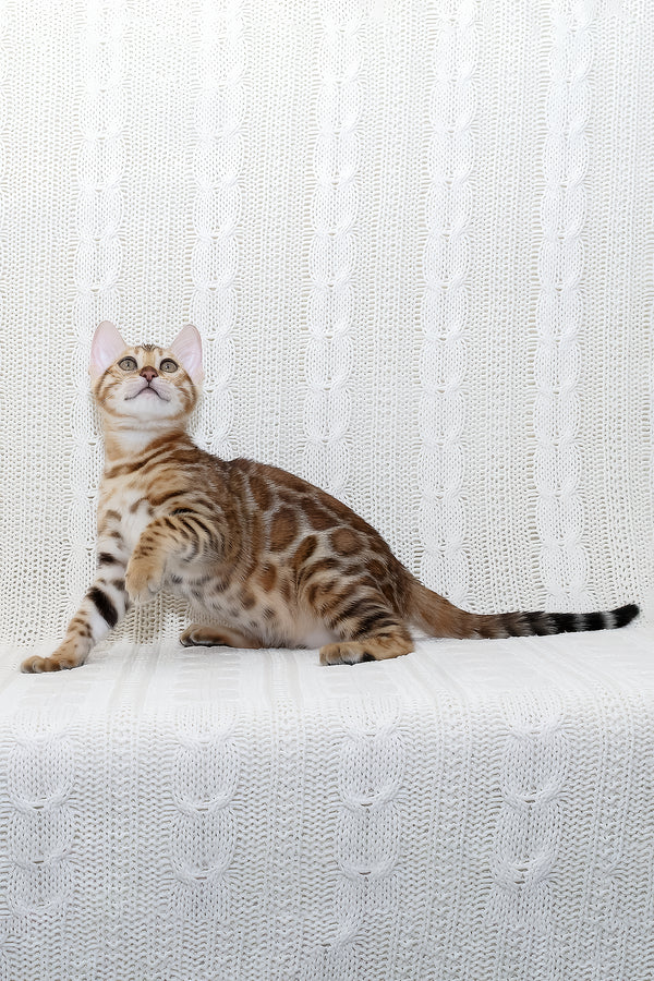 Rada | Bengal Kitten