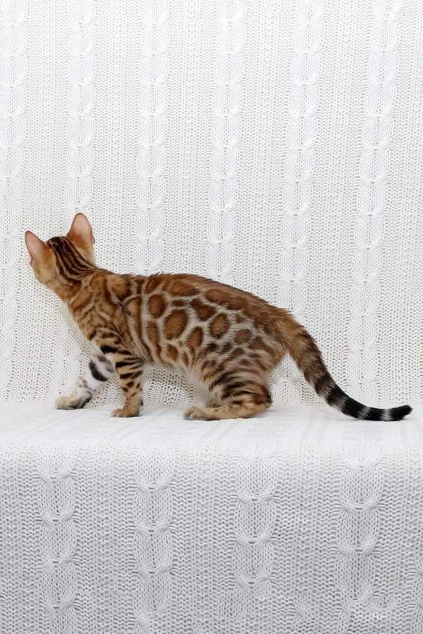 Rada | Bengal Kitten
