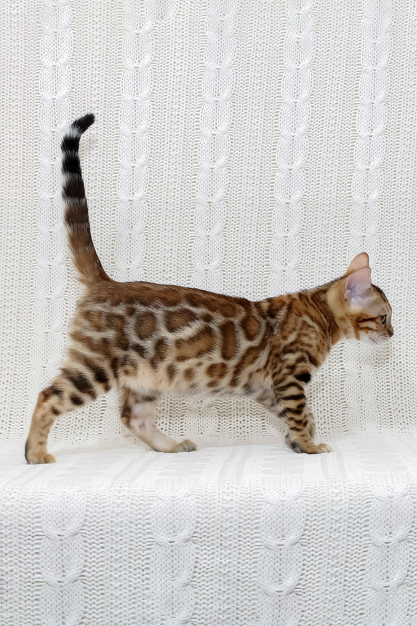 Rada | Bengal Kitten