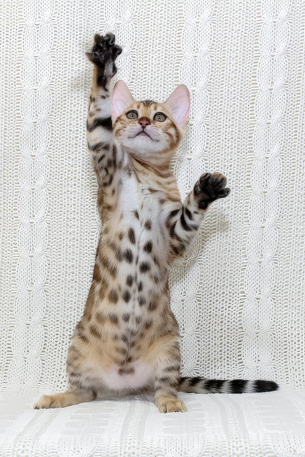 Rada | Bengal Kitten