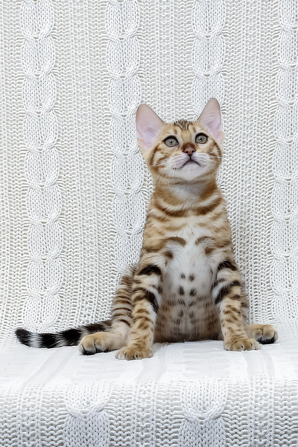 Rada | Bengal Kitten