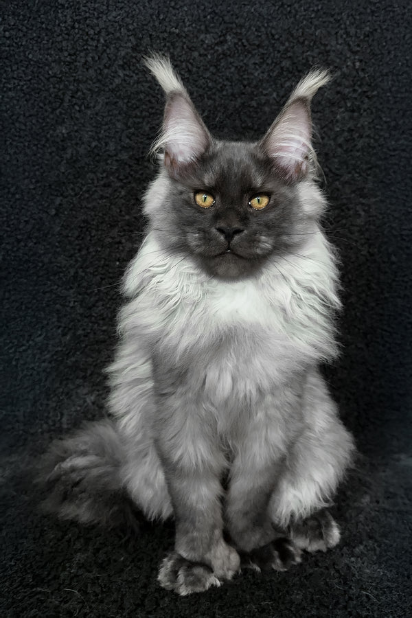 Radik | Maine Coon Kitten