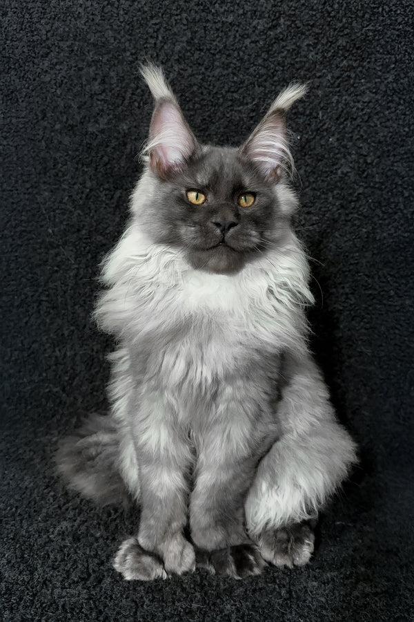 Radik | Maine Coon Kitten