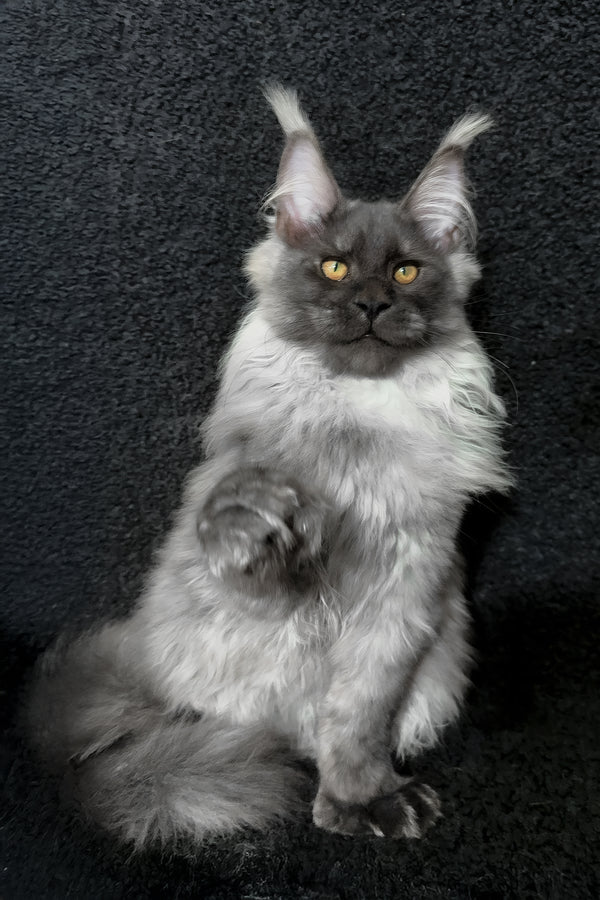 Radik | Maine Coon Kitten