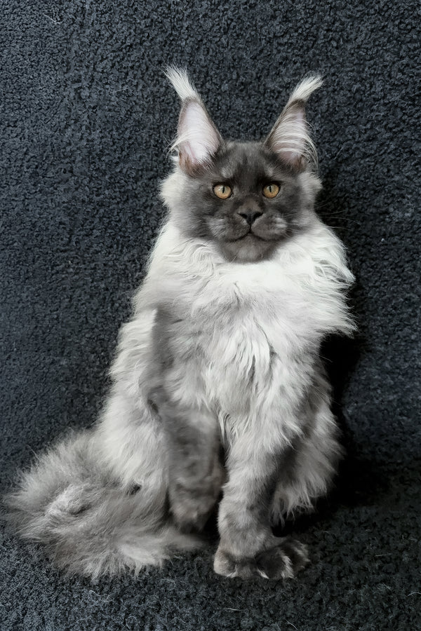 Radik | Maine Coon Kitten