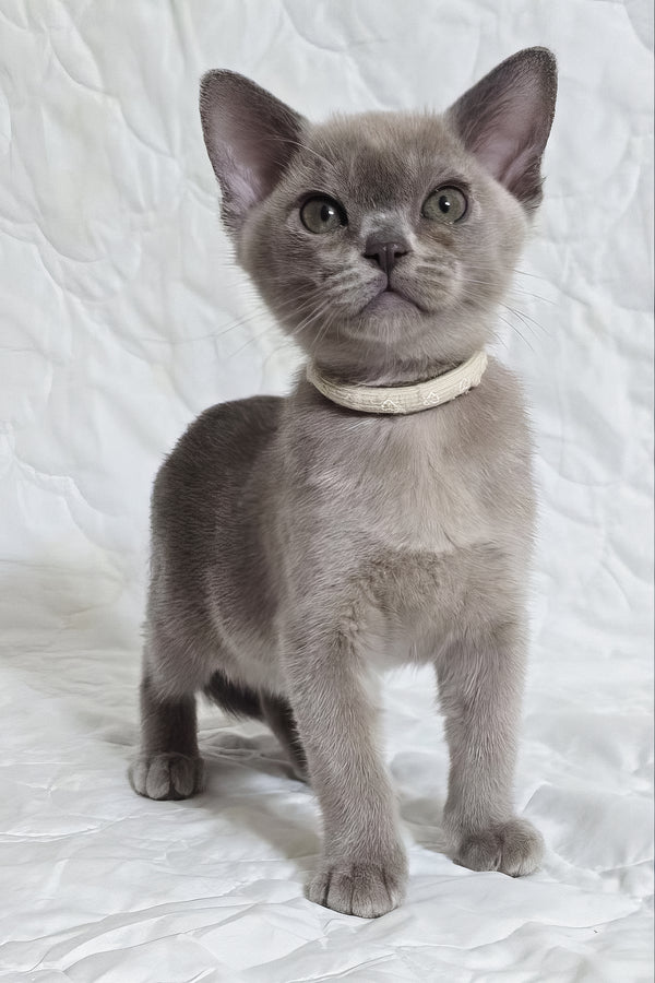 Rafaela | Burmese Kitten