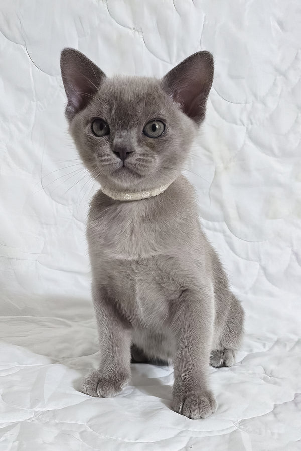 Rafaela | Burmese Kitten
