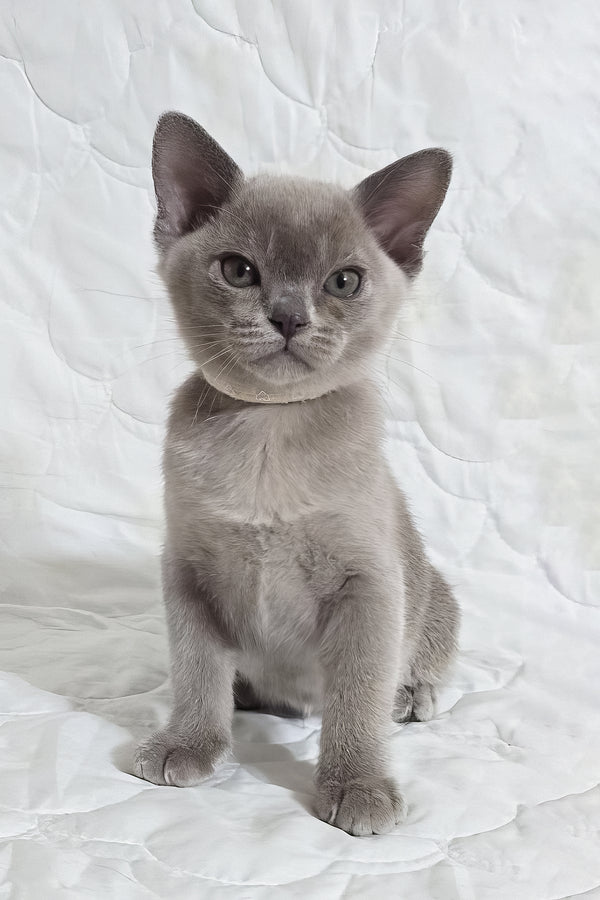 Rafaela | Burmese Kitten