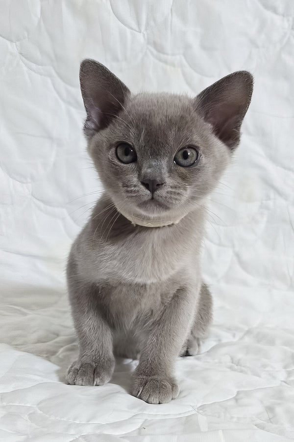 Rafaela | Burmese Kitten