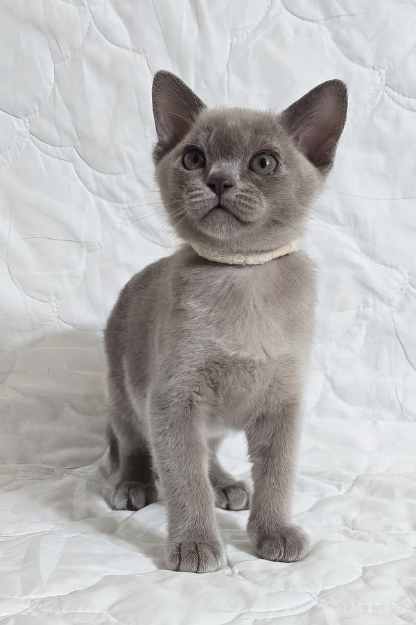 Rafaela | Burmese Kitten